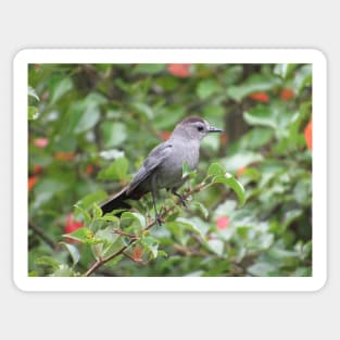 Gray Catbird in a Tree Sticker